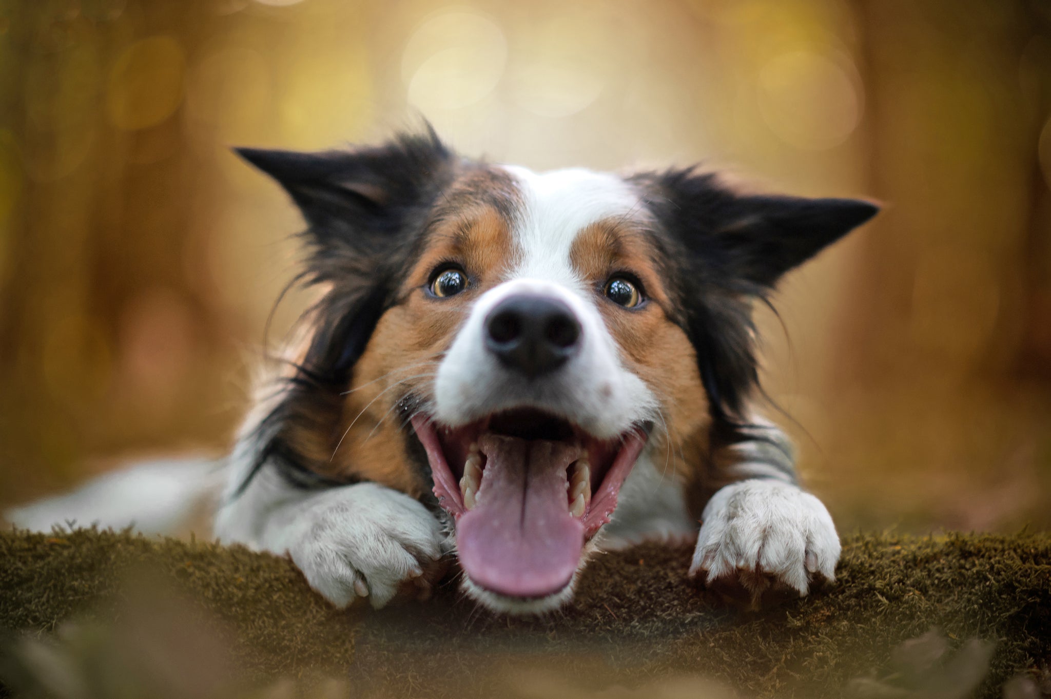 Pet Care Essentials: 2022's The Best In Dog Care